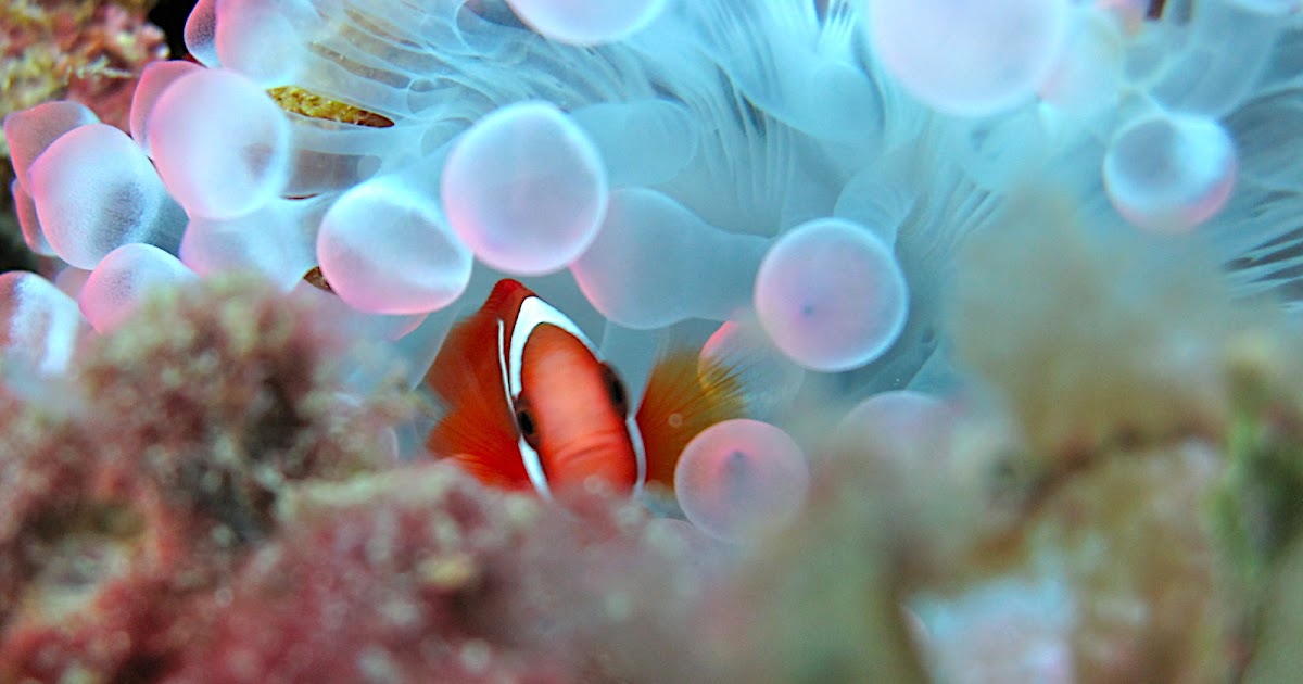 Contoh Format Laporan Guru Bertugas Harian - Contoh Niku