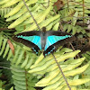 common bluebottle or blue triangle