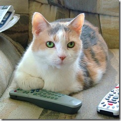 cat-w-remote-control (Small)