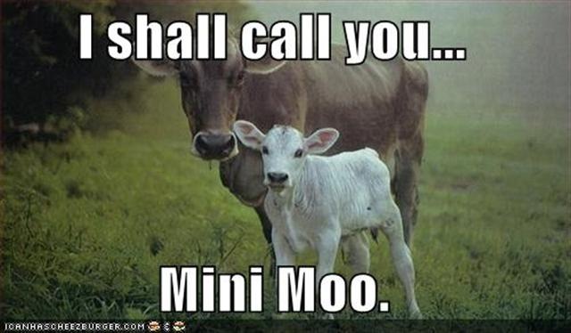 [cows-mini-moo (Small)[3].jpg]