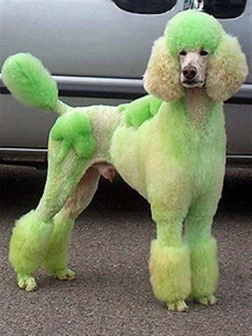 [Poodle-St.Pats (Small).jpg]