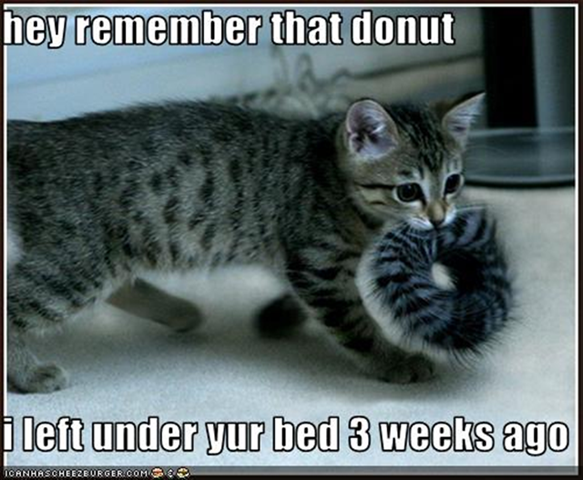 [cat-found-your-donut (Small)[1].png]