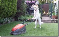 dog-lawn-mower_thumbnail