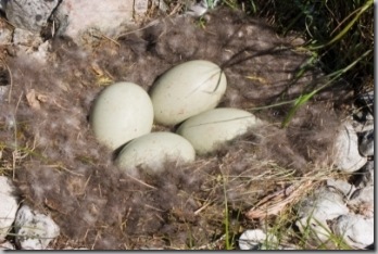 eider-nest-down-eggs-2