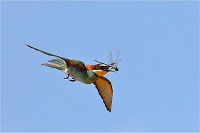 Interesting Moments - You'll Love these Photos