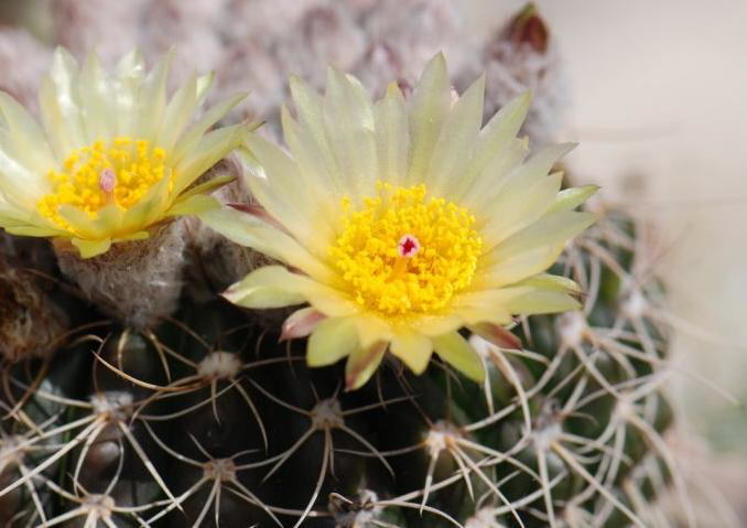 Have you seen a Blooming Cactus?