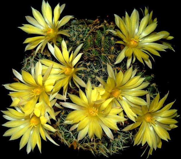 Have you seen a Blooming Cactus?