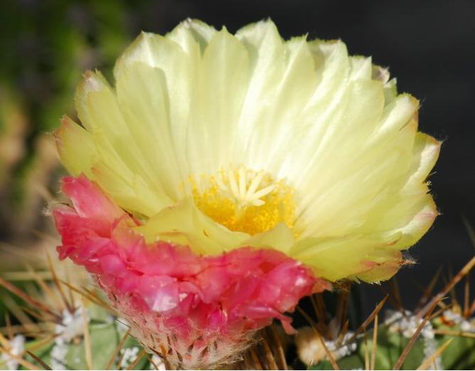 Have you seen a Blooming Cactus?