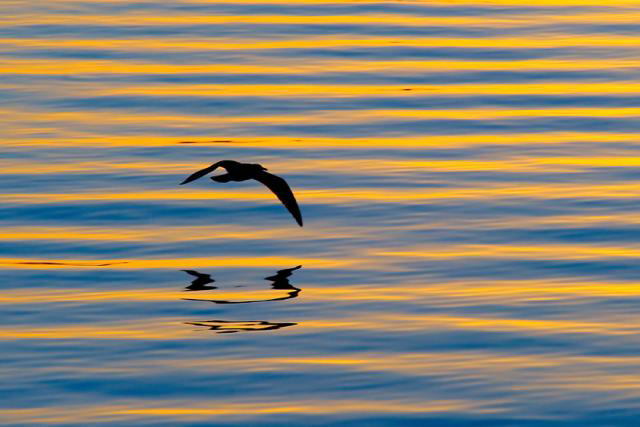 Color of Nature: Shades of Light
