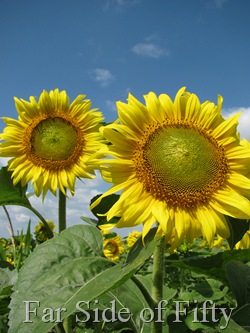 Sunflowers three