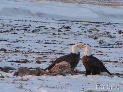 Pair of Eagles beak to beak