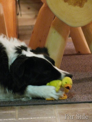 Chance eating his duck