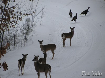Five deer and three turkys