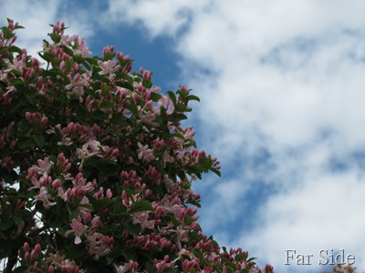 Honeysuckle Blooms against the sky
