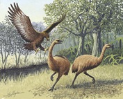 Giant_Haasts_eagle_attacking_New_Zealand_moa