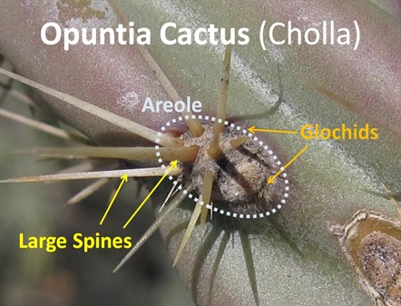 Opuntia Spines