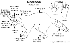 Raccoon_bw