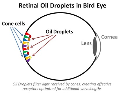 Bird Eye Cones Droplets