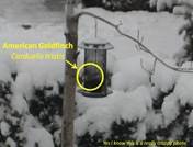 Goldfinch feeder caption