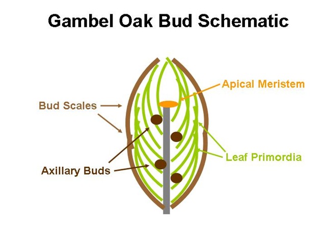 [Gambel Bud Schematic[4].jpg]