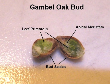 Gambel Bud