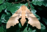Marumba quercus female