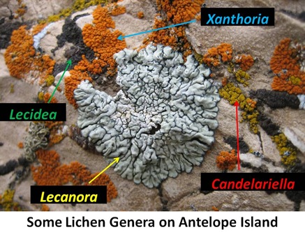 Lichen Genera Antelope