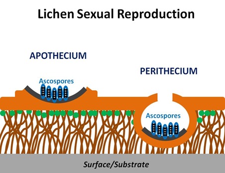 Lichen Sexual Repro