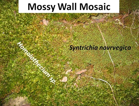 Mossy Wall Mosaic