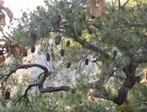 mp cones in tree3