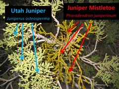 Juniper Mistletoe2 Caption