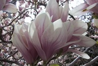 cf0011-magnolia-flower-photo-notecard-bg