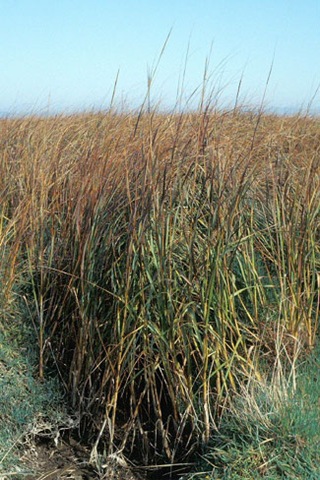 [smoothCordgrass25.jpg]