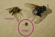 culicoides-mosquito-fly