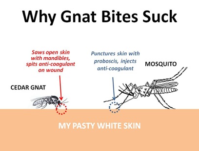 Gnat Mosquito