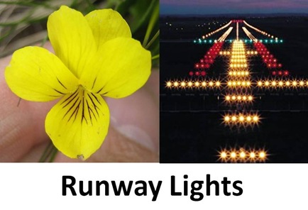 Runway Lights cut