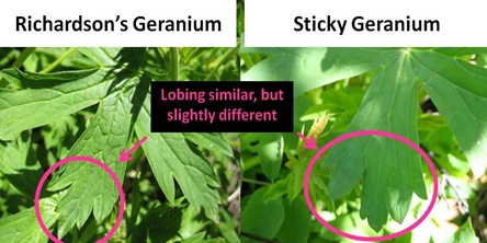 Geranium Lobes