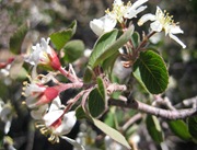 Serviceberry Flowers1 4 19 08