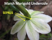 Marigold Underside