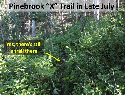 X trail July