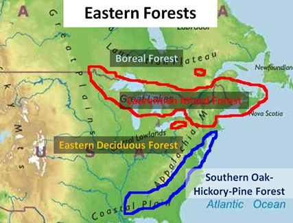Eastern Forest Map