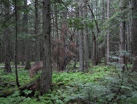 CH Forest1