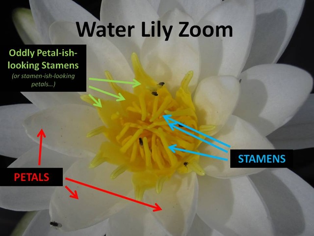 [Water Lily Zoom[4].jpg]