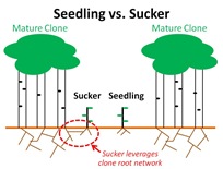 Sucker Seedling