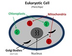 EukaryoticCell4
