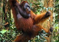 orangutan-traveling-forest
