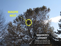 Magpie Nest1