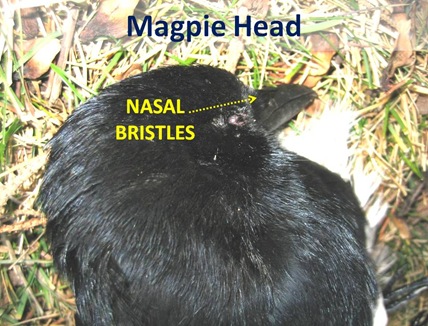Magpie Head