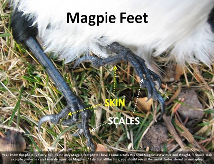 Magpie Feet