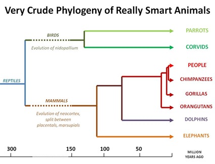 Smart Critter Phylogeny